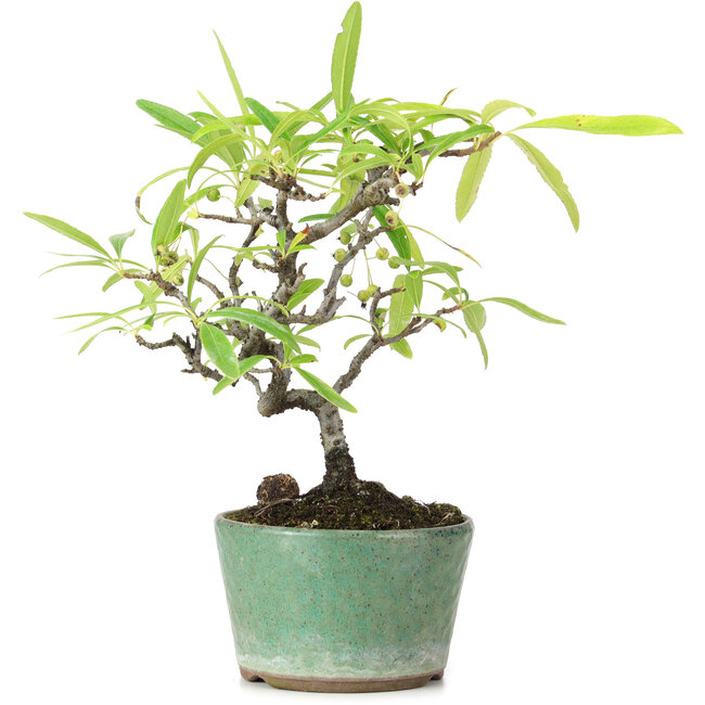 Pyracantha, 19 cm, ± 7 Jahre alt