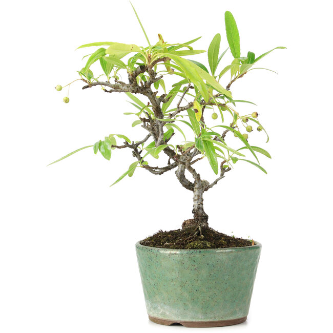 Pyracantha, 19 cm, ± 7 años