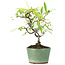 Pyracantha, 19 cm, ± 7 anni