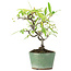 Pyracantha, 19 cm, ± 7 years old