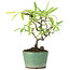 Pyracantha, 19 cm, ± 7 years old