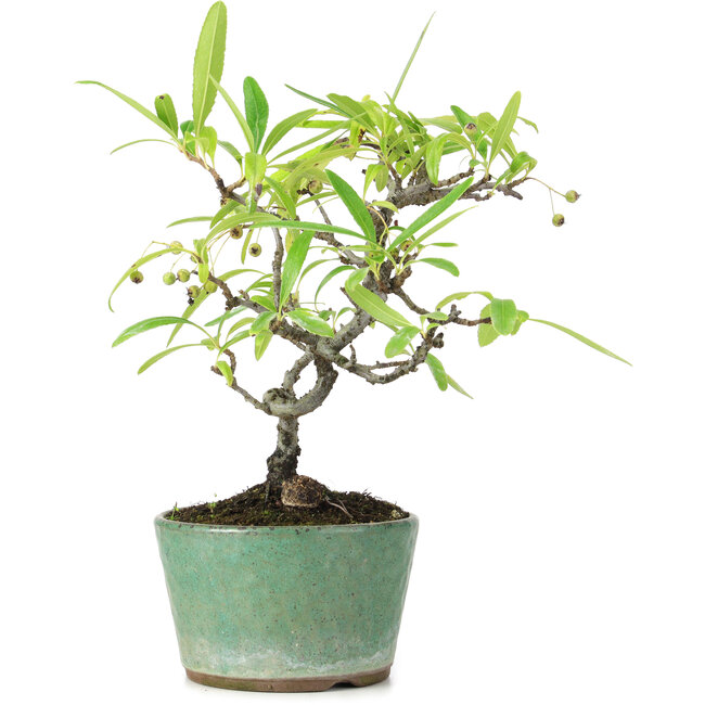 Pyracantha, 19 cm, ± 7 años