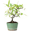 Pyracantha, 19 cm, ± 7 anni