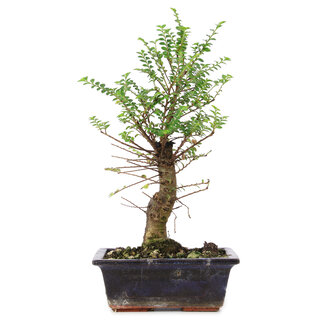 Ulmus parvifolia Nire, 25 cm, ± 6 anni