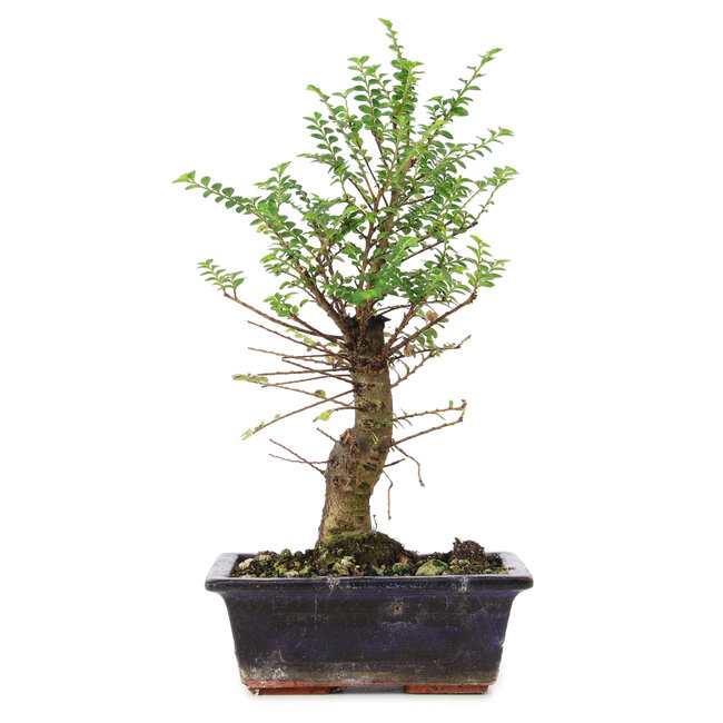 Ulmus parvifolia Nire, 25 cm, ± 6 jaar oud