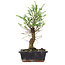 Ulmus parvifolia Nire, 25 cm, ± 6 years old