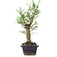 Ulmus parvifolia Nire, 25 cm, ± 6 years old