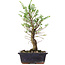 Ulmus parvifolia Nire, 25 cm, ± 6 years old