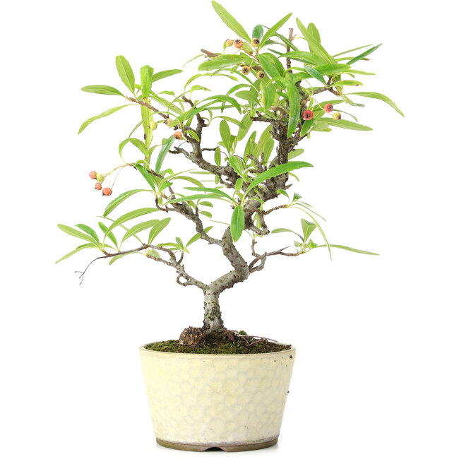 Pyracantha, 23,5 cm, ± 7 years old