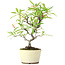 Pyracantha, 23,5 cm, ± 7 Jahre alt