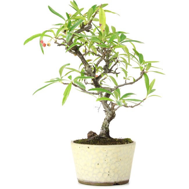 Pyracantha, 23,5 cm, ± 7 jaar oud