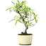 Pyracantha, 23,5 cm, ± 7 Jahre alt