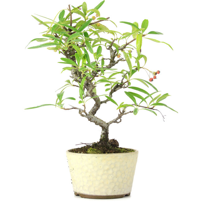 Pyracantha, 23,5 cm, ± 7 years old