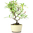 Pyracantha, 23,5 cm, ± 7 Jahre alt