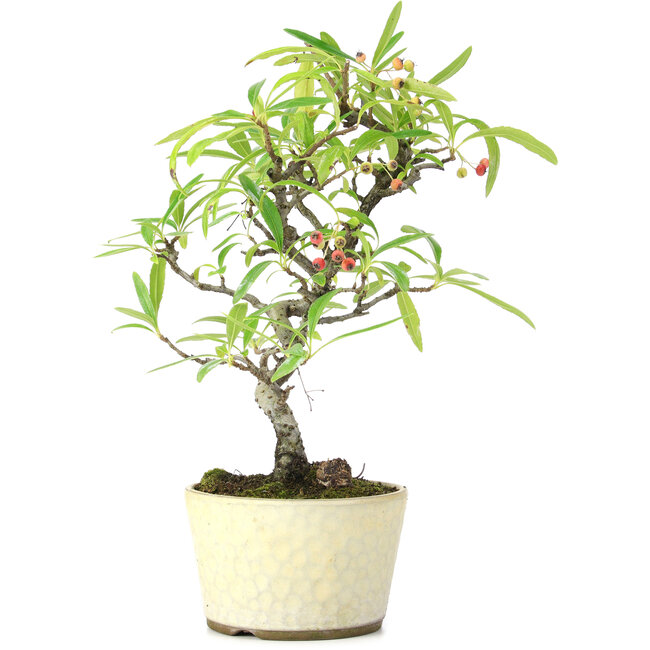 Pyracantha, 23,5 cm, ± 7 ans