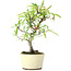 Pyracantha, 23,5 cm, ± 7 Jahre alt