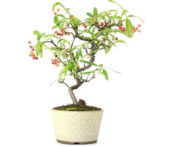 Pyracantha, 21 cm, ± 7 years old