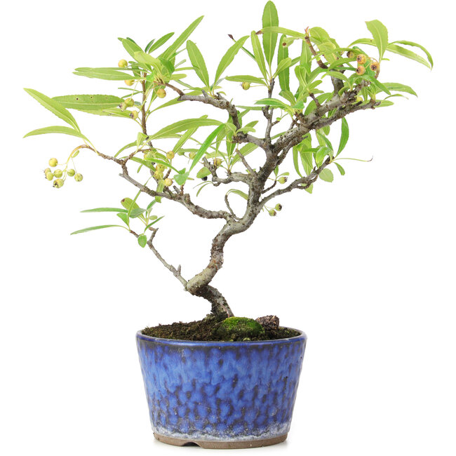 Pyracantha, 20,5 cm, ± 7 anni