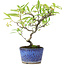 Pyracantha, 20,5 cm, ± 7 years old