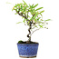 Pyracantha, 20,5 cm, ± 7 years old