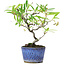 Pyracantha, 20,5 cm, ± 7 years old