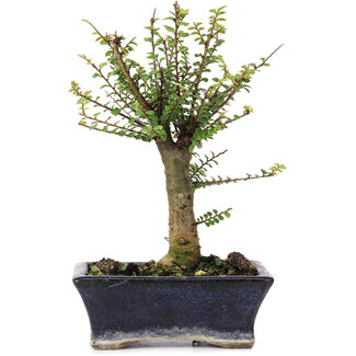 Ulmus parvifolia Nire, 19 cm, ± 6 jaar oud