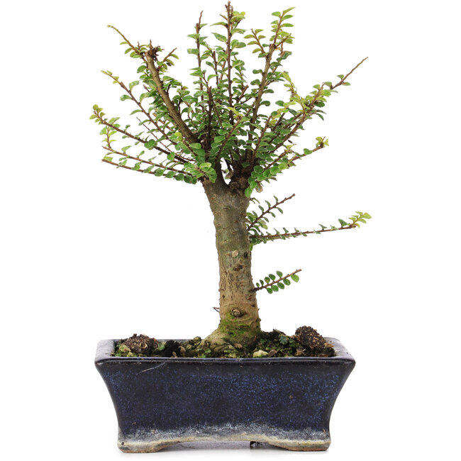 Ulmus parvifolia Nire, 19 cm, ± 6 jaar oud