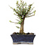 Ulmus parvifolia Nire, 19 cm, ± 6 years old