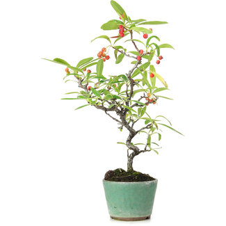 Pyracantha, 26 cm, ± 7 anni