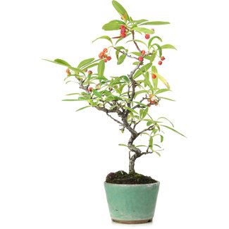 Pyracantha, 26 cm, ± 7 years old