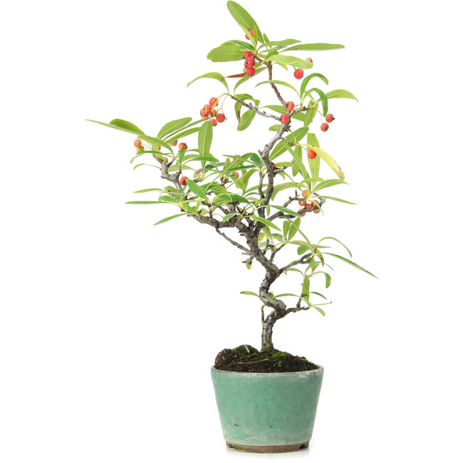 Pyracantha, 26 cm, ± 7 anni