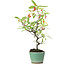 Pyracantha, 26 cm, ± 7 anni