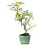 Pyracantha, 26 cm, ± 7 anni