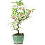 Pyracantha, 26 cm, ± 7 anni