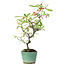 Pyracantha, 26 cm, ± 7 anni