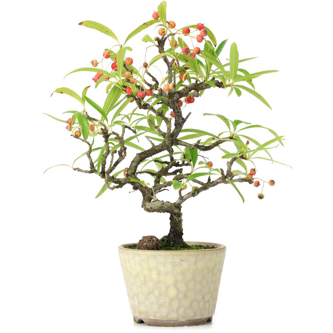 Pyracantha, 20,5 cm, ± 7 Jahre alt