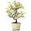 Pyracantha, 20,5 cm, ± 7 anni