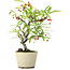 Pyracantha, 20,5 cm, ± 7 anni