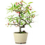 Pyracantha, 20,5 cm, ± 7 anni