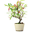 Pyracantha, 20,5 cm, ± 7 anni