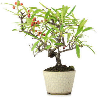 Pyracantha, 20 cm, ± 7 Jahre alt