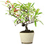 Pyracantha, 20 cm, ± 7 years old