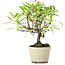 Pyracantha, 20 cm, ± 7 Jahre alt