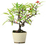 Pyracantha, 20 cm, ± 7 anni