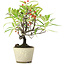 Pyracantha, 20 cm, ± 7 Jahre alt