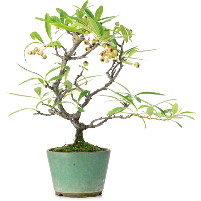 Pyracantha, 20,5 cm, ± 7 years old