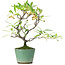 Pyracantha, 20,5 cm, ± 7 Jahre alt