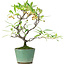Pyracantha, 20,5 cm, ± 7 years old