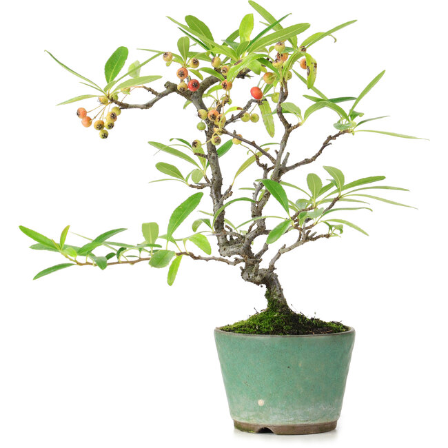 Pyracantha, 20,5 cm, ± 7 years old