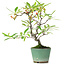 Pyracantha, 20,5 cm, ± 7 ans